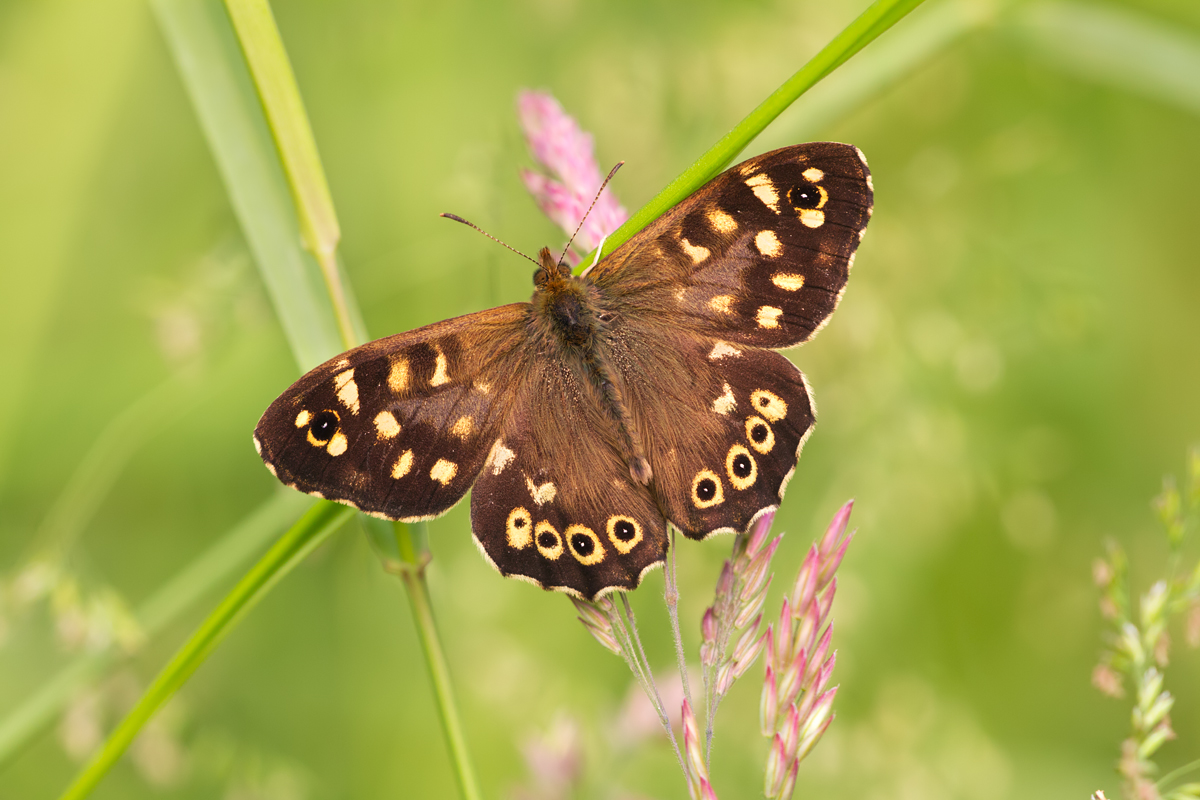 Speckled Wood